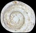 Cut and Polished Lower Jurassic Ammonite - England #62584-1